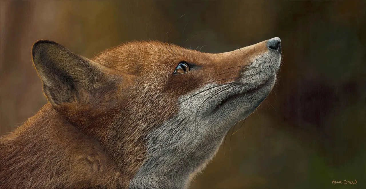 Annie Drew - fox at sunset