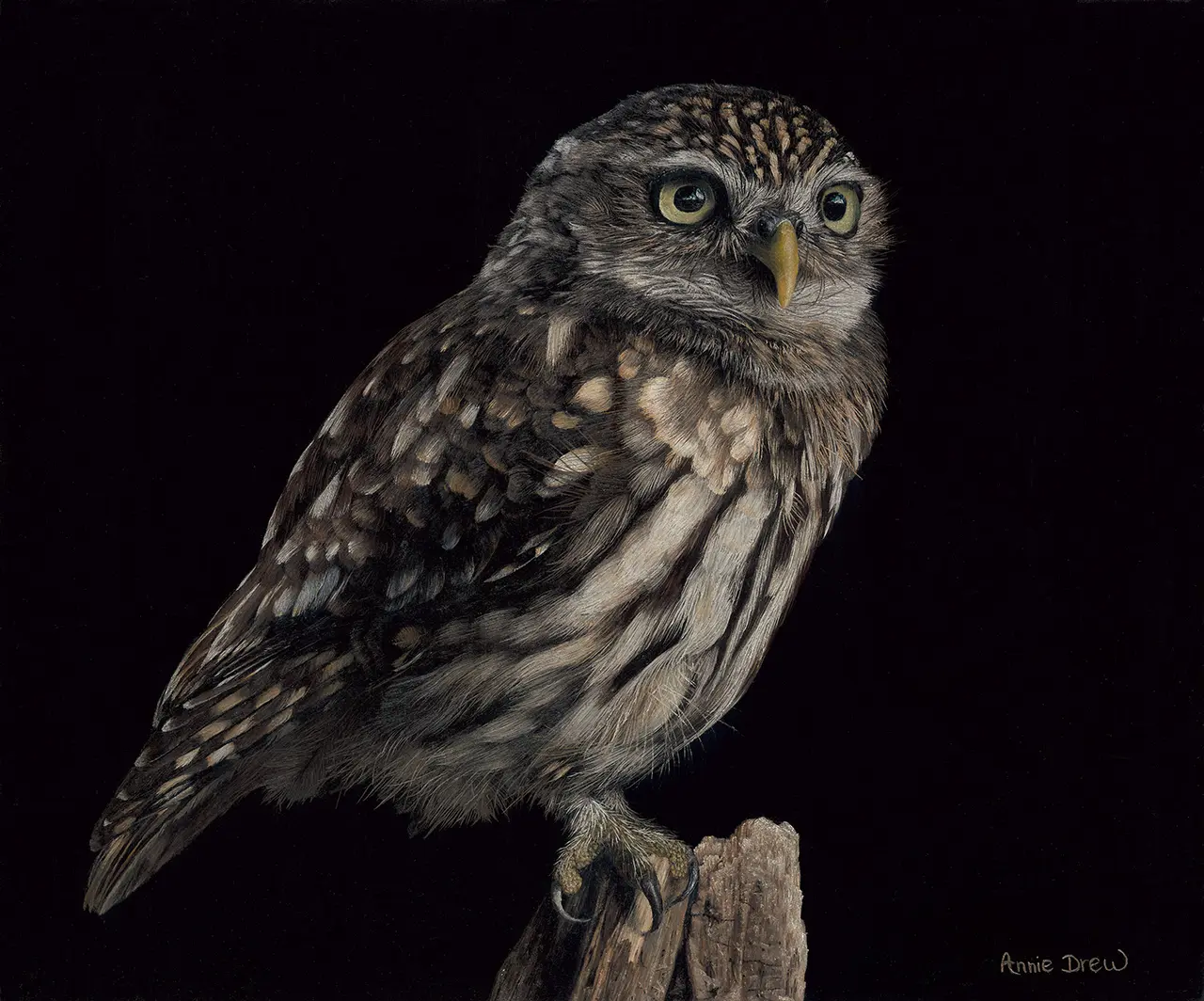 Annie Drew - little owl