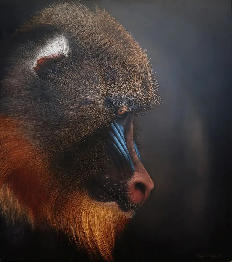 Annie Drew - mandrill