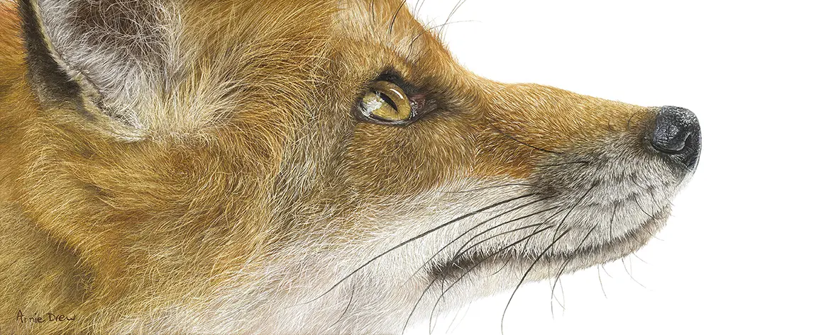 Annie Drew - the sly fox