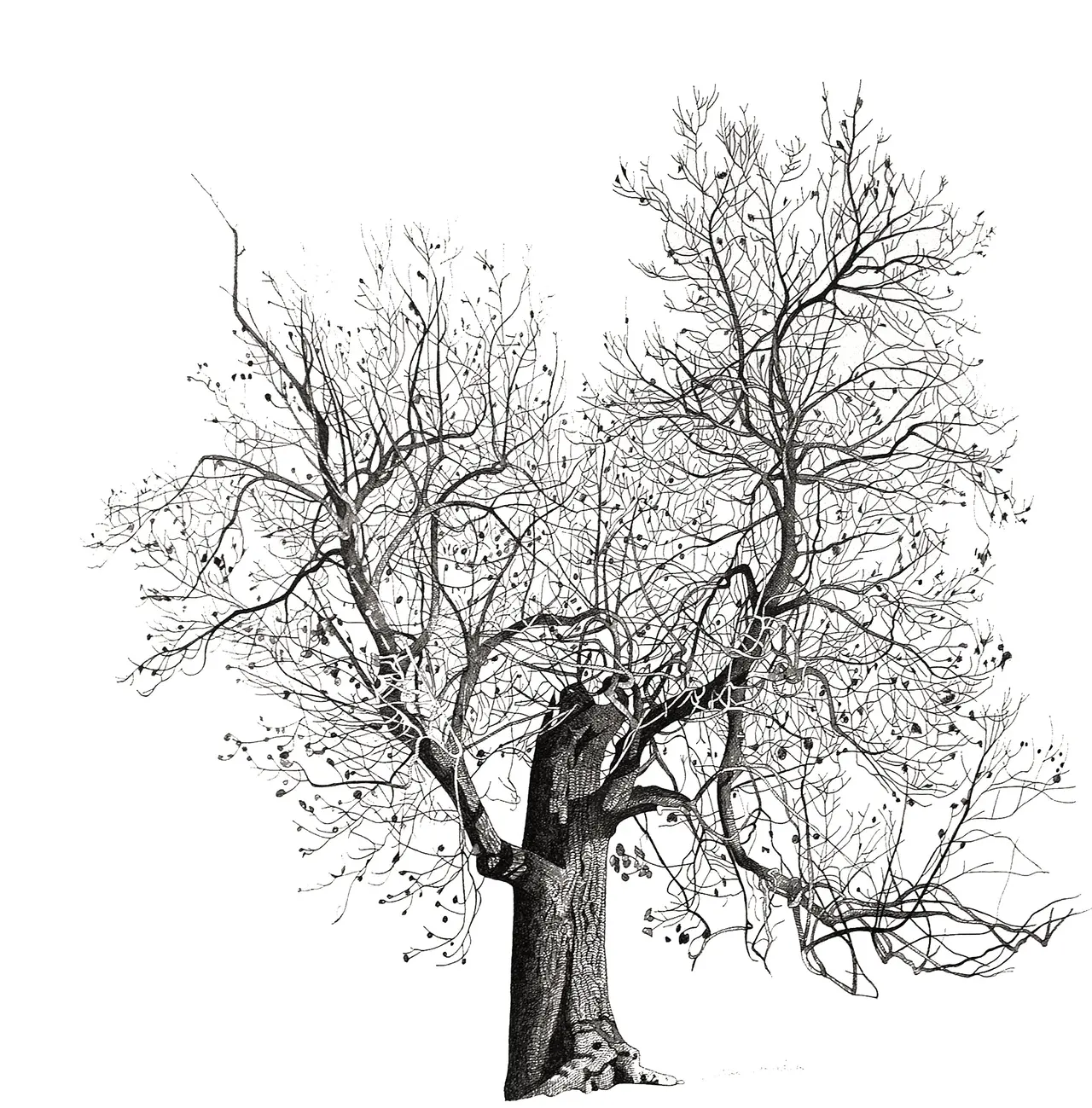 Annie Ovenden - tree in north oxford