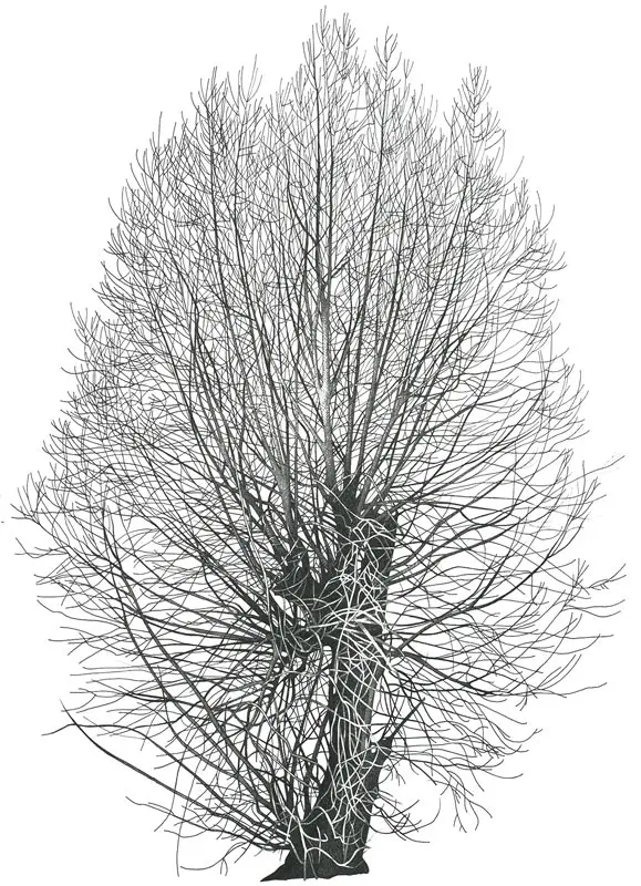 Annie Ovenden - willow