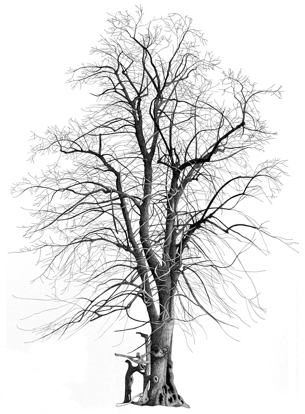 Annie Ovenden - bodmin tree
