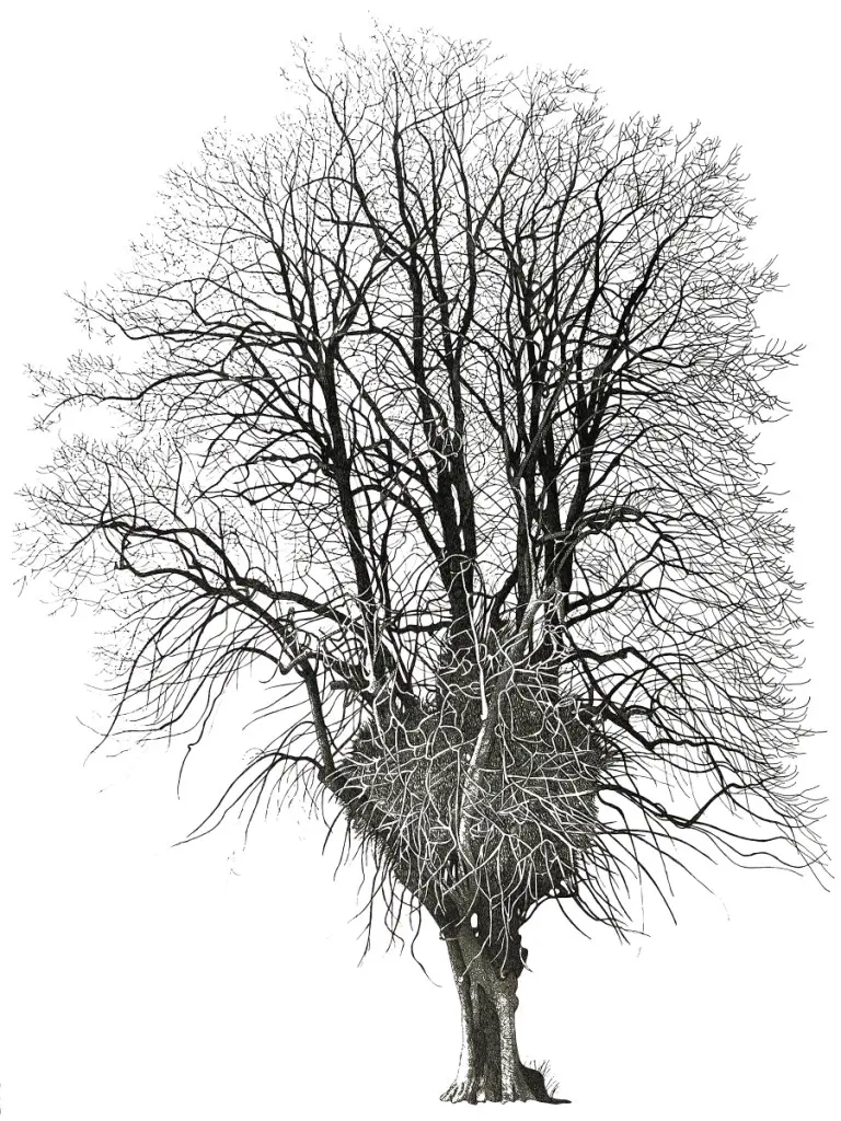 Annie Ovenden - lime tree in priory park