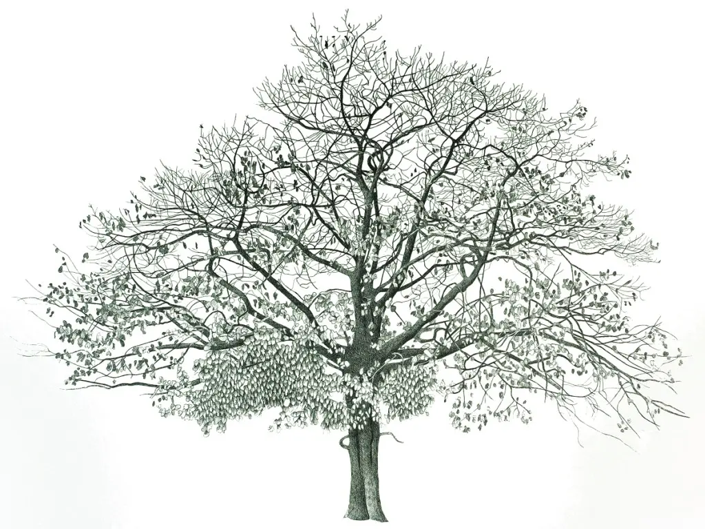 Annie Ovenden - tree in springfield park