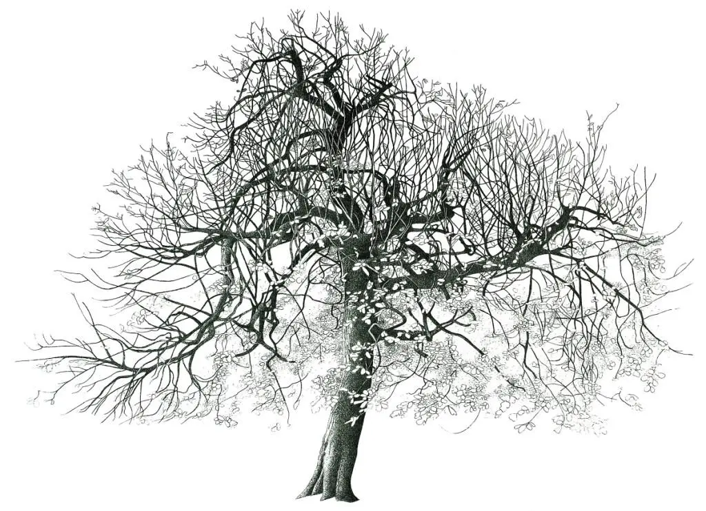 Annie Ovenden - tree in springfield park ii