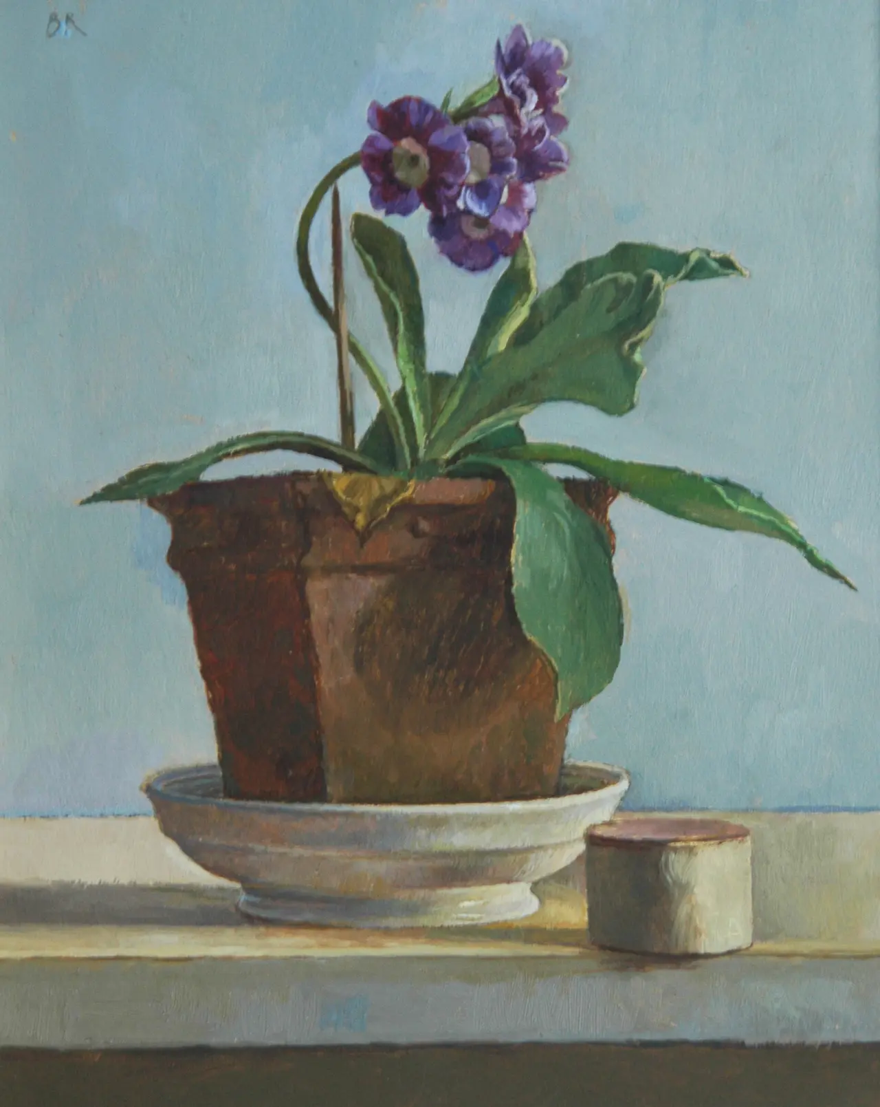Barbara Richardson - primula auricula
