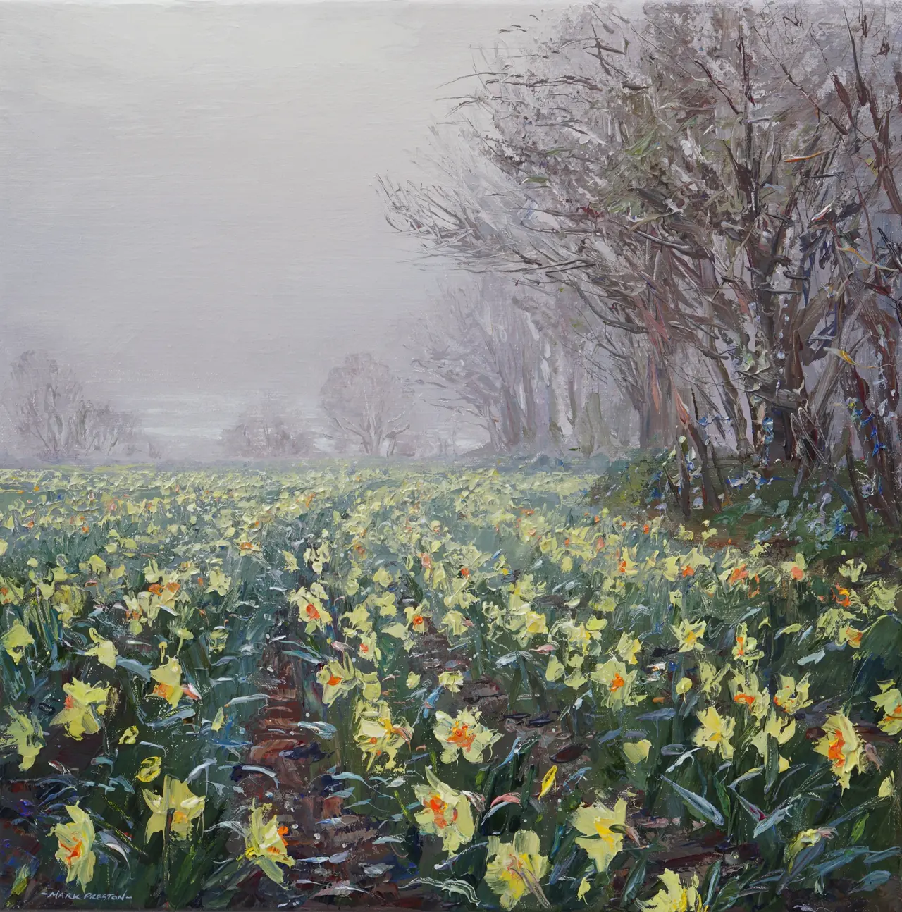 Mark Preston - misty light and daffodils, ludgvan