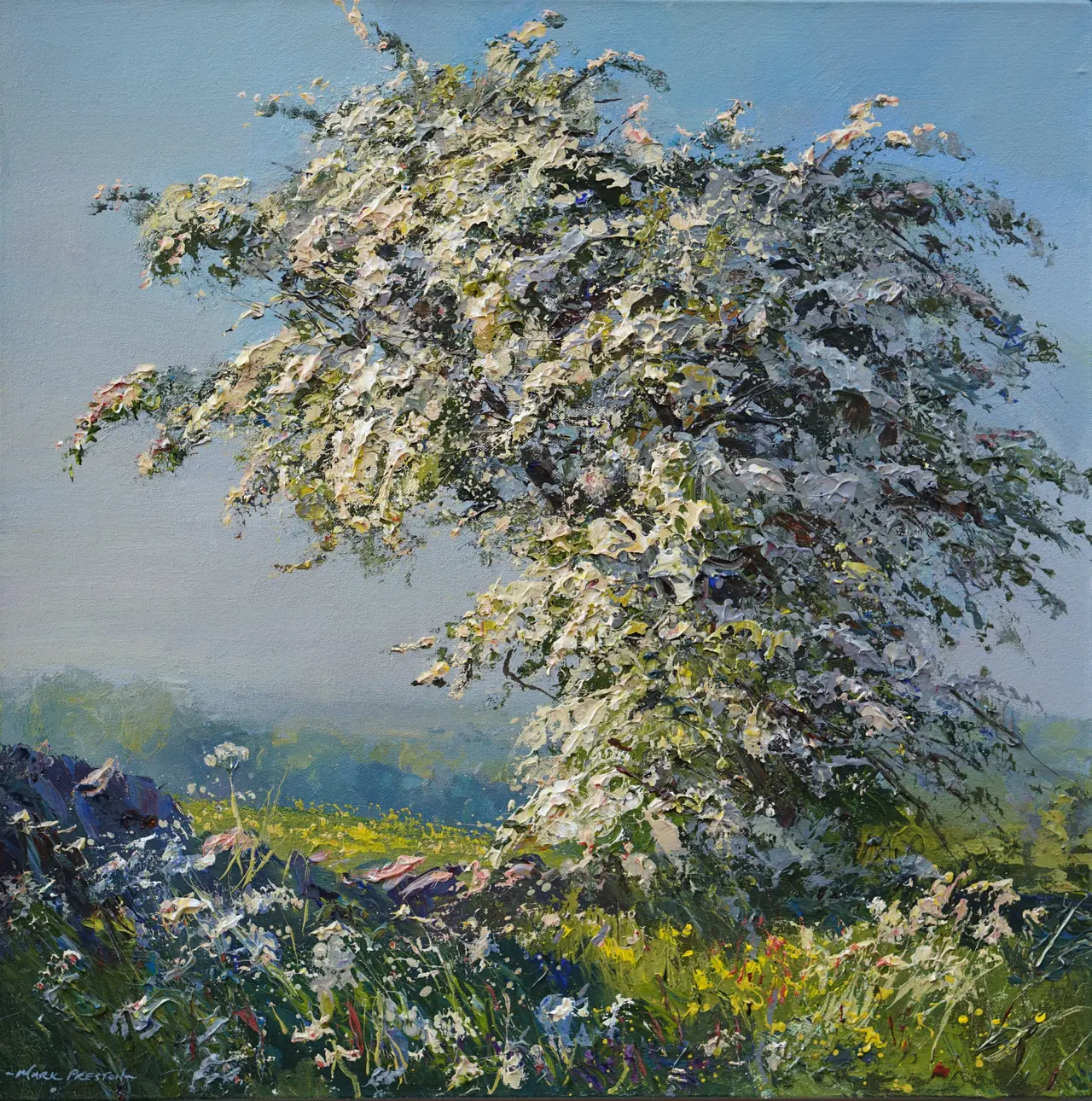 Mark Preston - hawthorn blossom in late sunlight