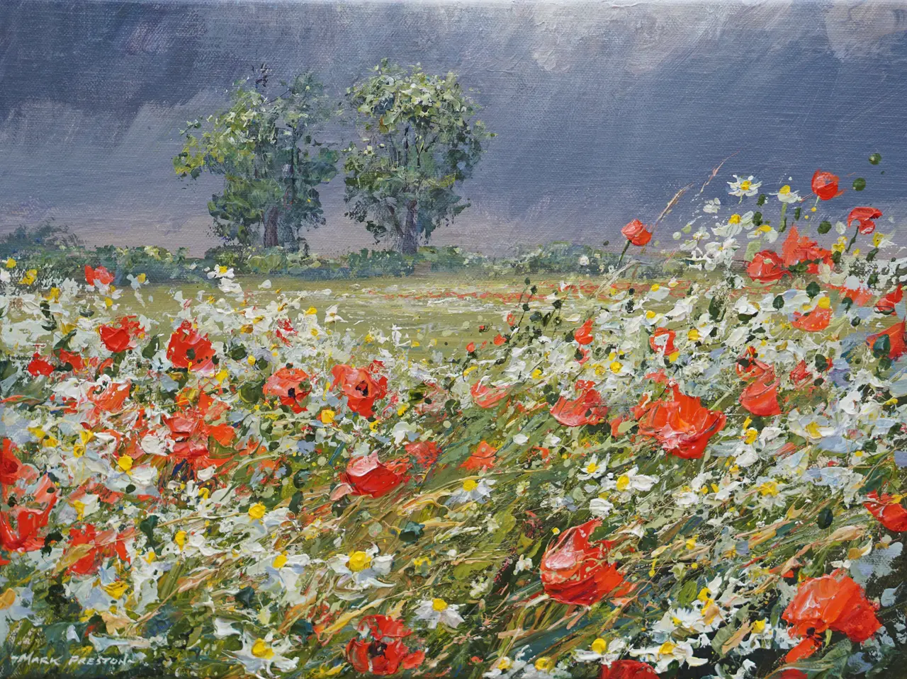 Mark Preston - sunlit popppies and mayweed, ednaston