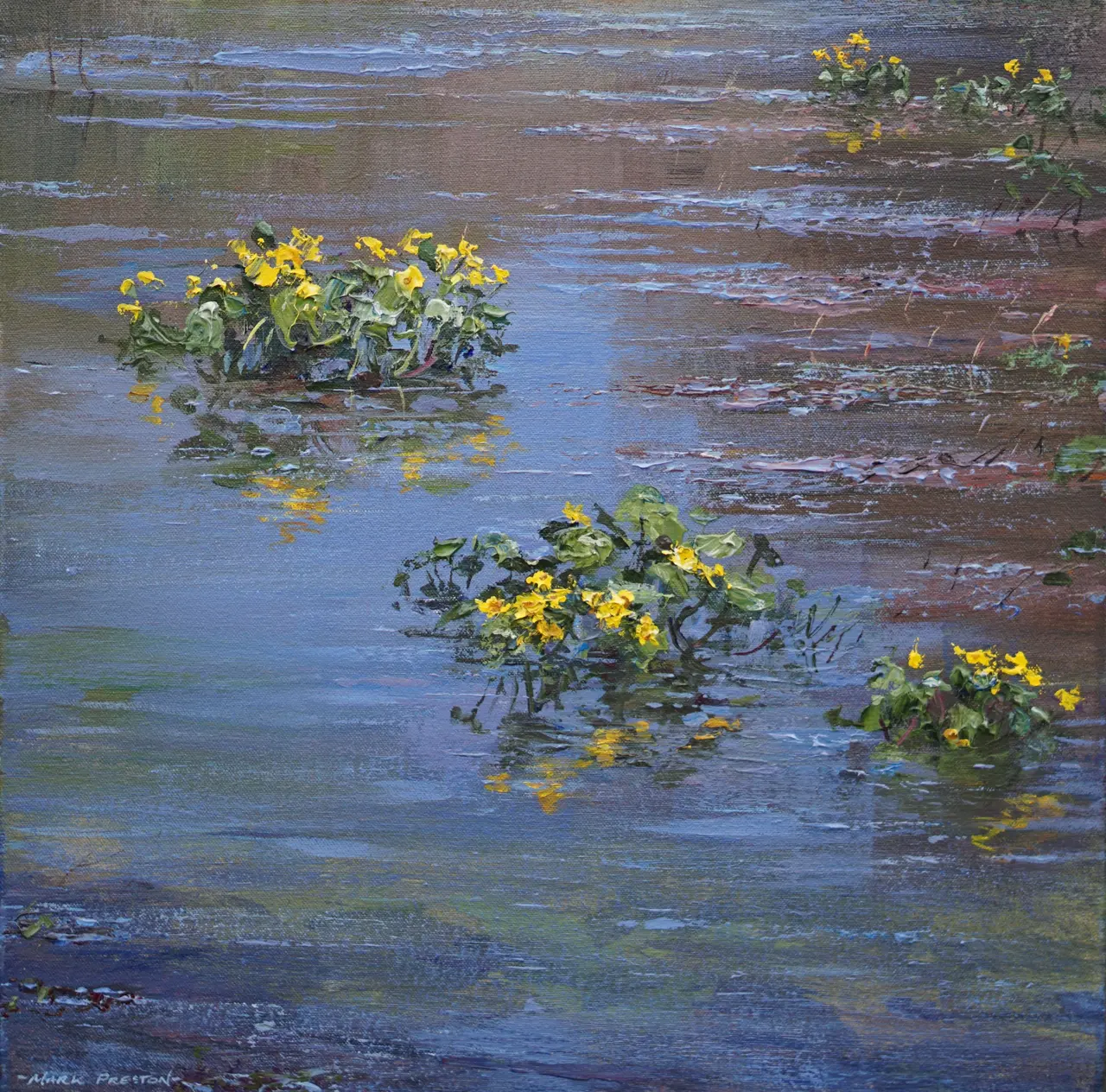 Mark Preston - marsh marigolds, river bradford