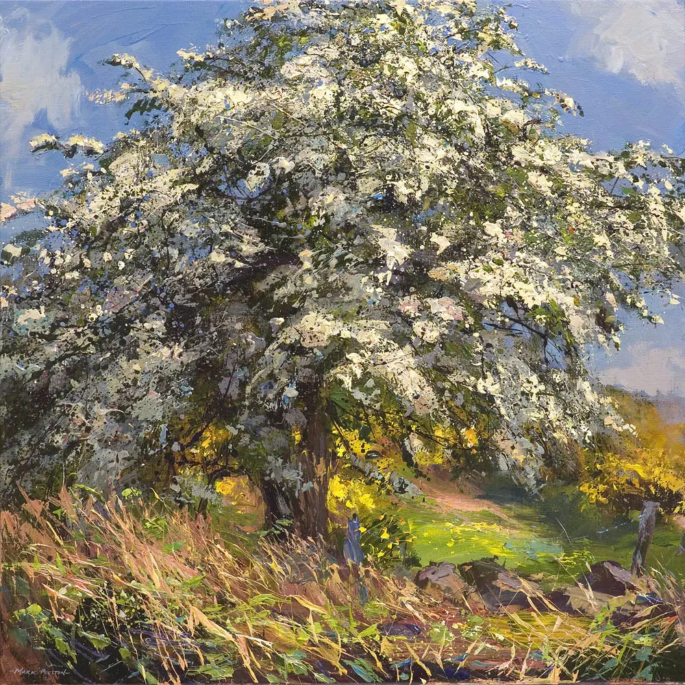 Mark Preston - mayblossom