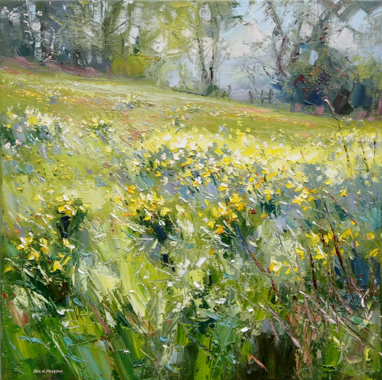 Rex Preston - daffodils at the old nurseries