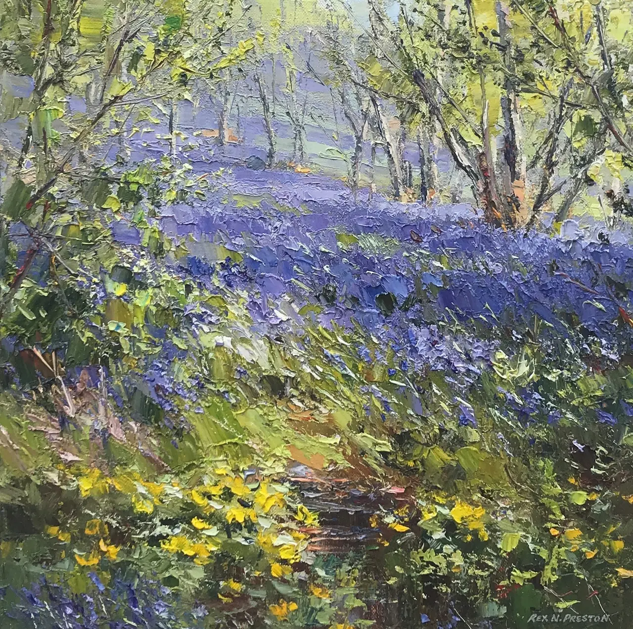 Rex Preston - bluebells and marsh marigolds, clough wood