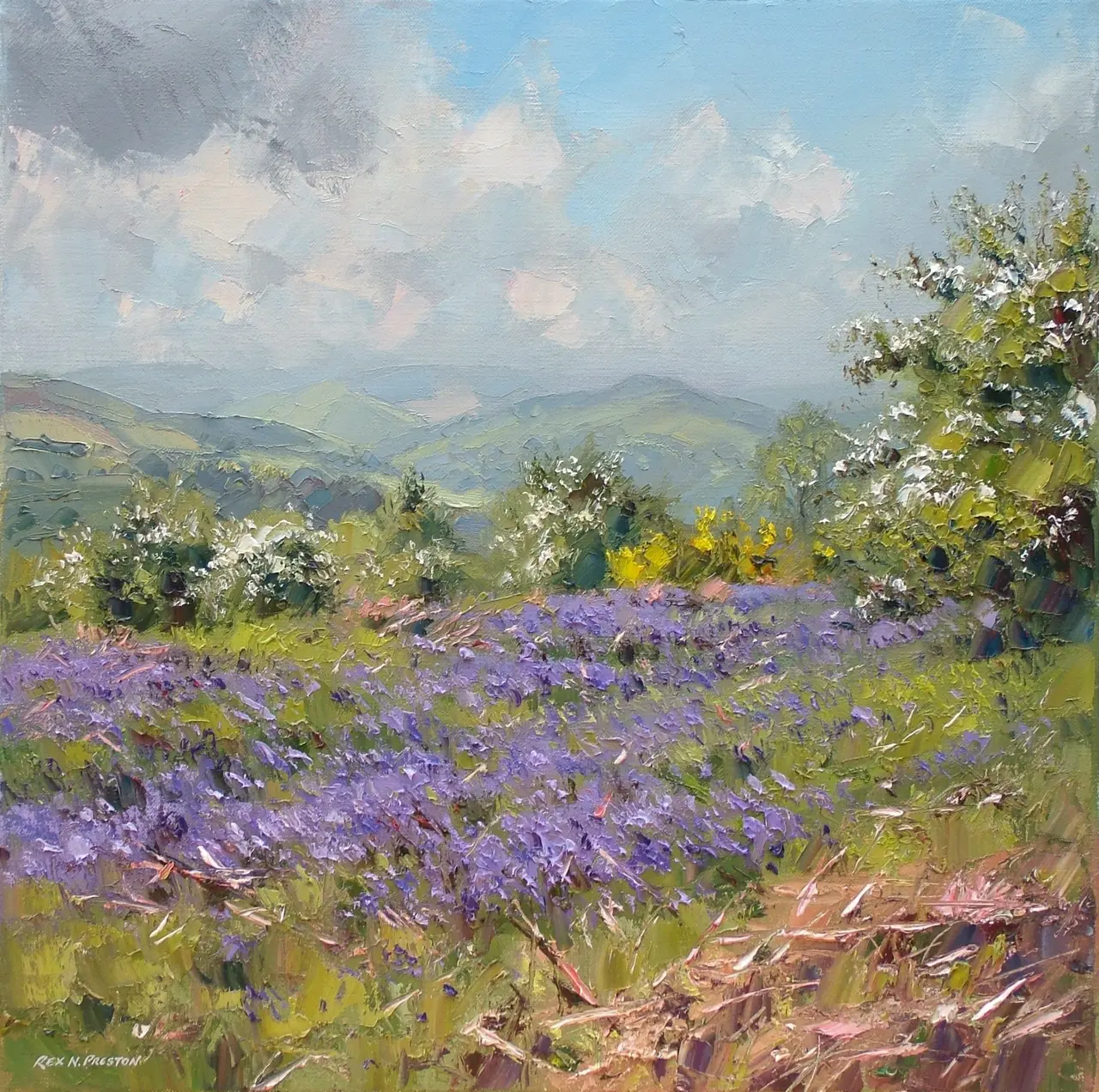 Rex Preston - mayblossom, broom and bluebells, peak district