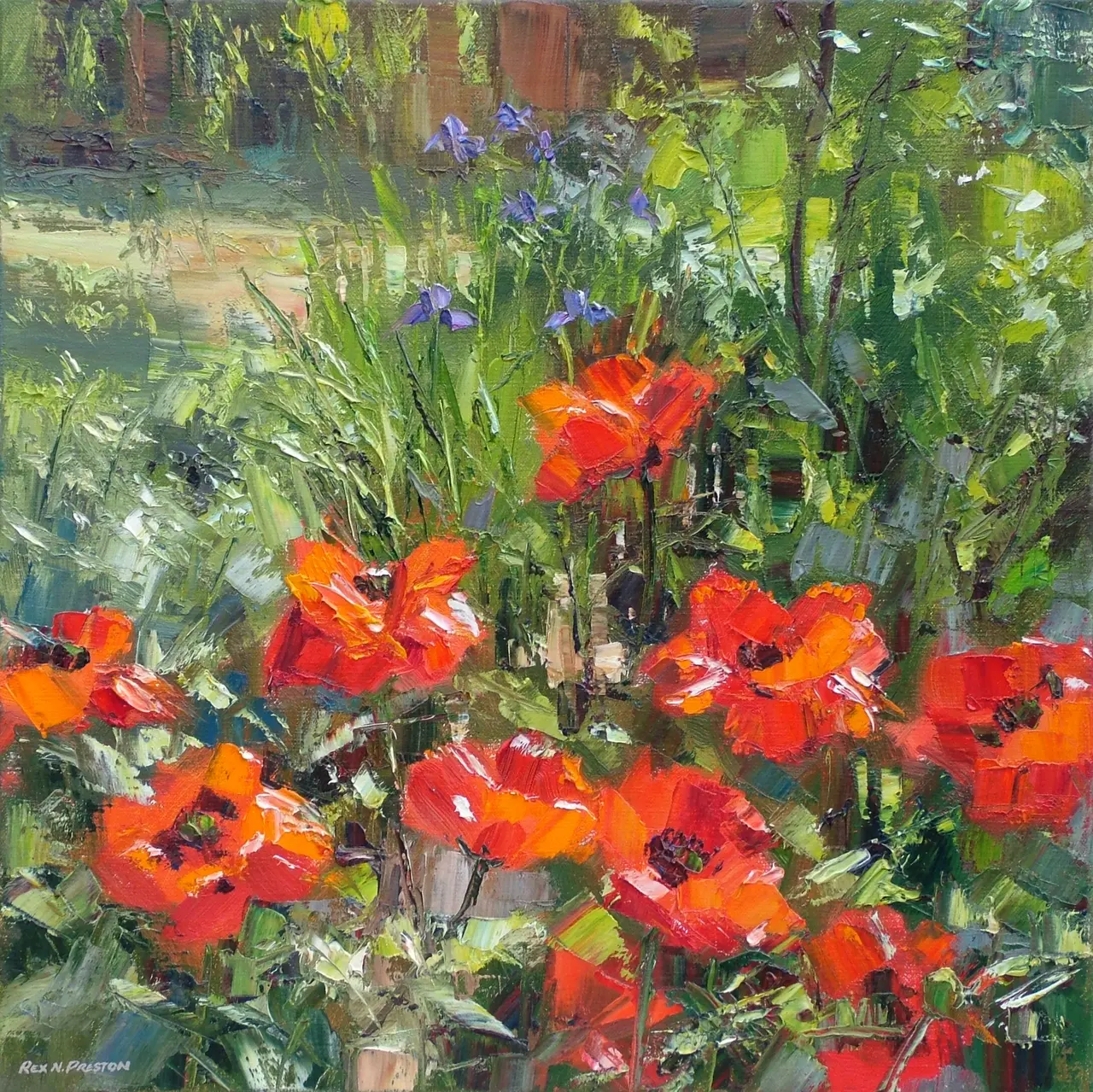 Rex Preston - poppies and irises in the garden