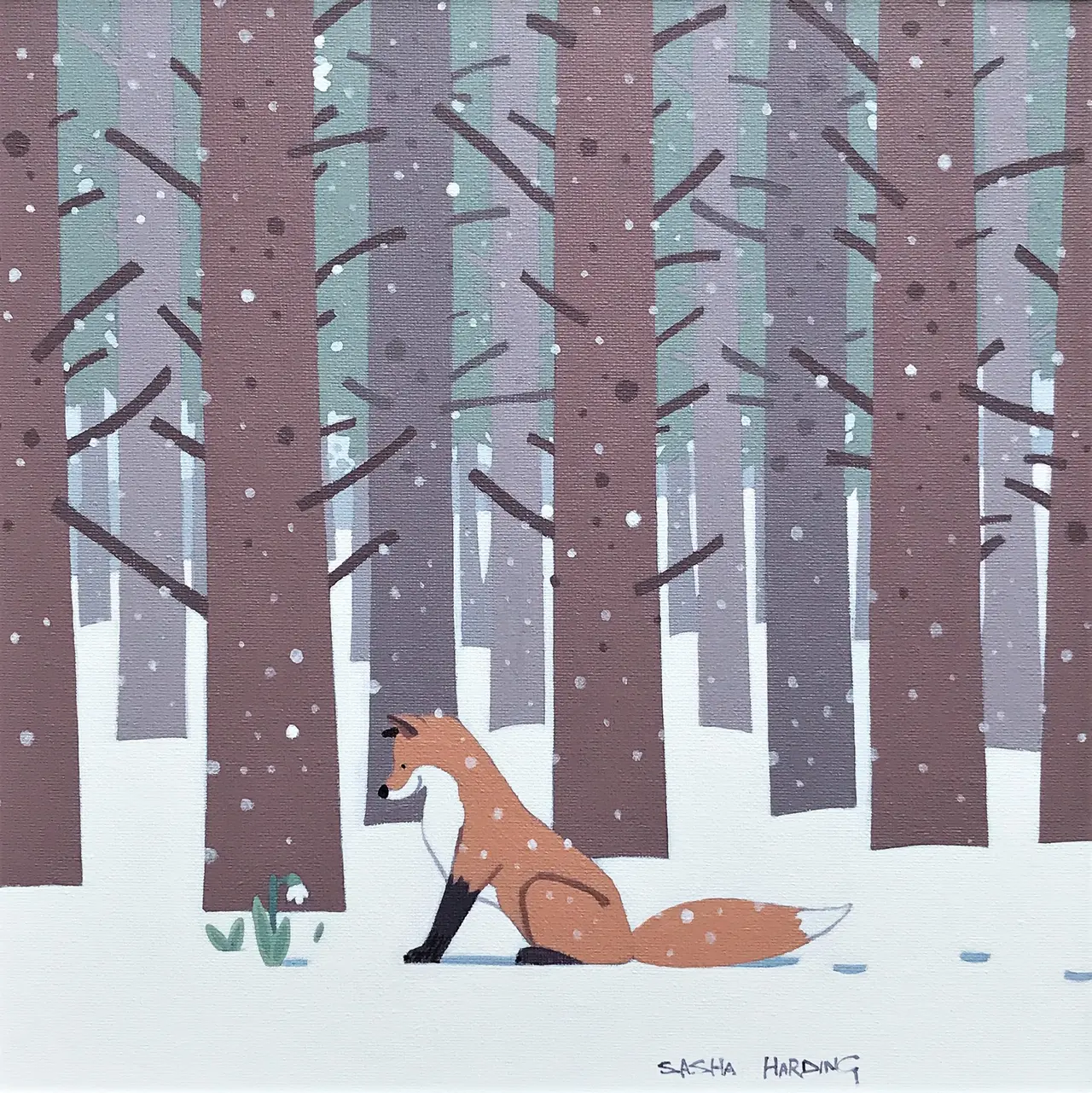 Sasha Harding - the first snowdrop 