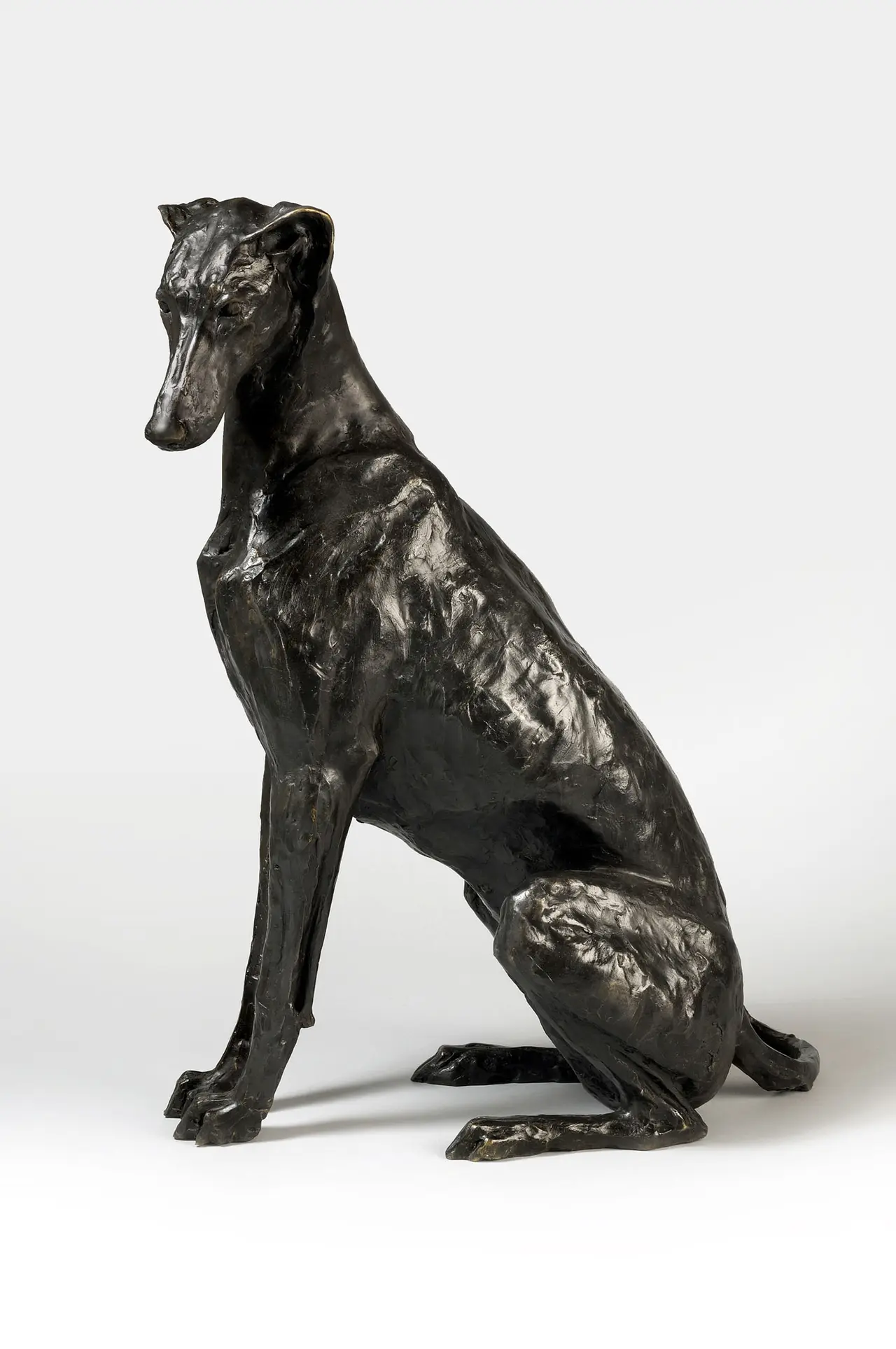 Stuart Anderson - sitting greyhound-lurcher 