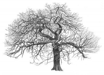 British Artist Annie OVENDEN - Tree on the Heath III