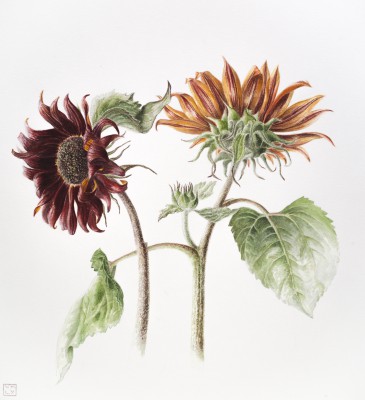 British Artist Louise YOUNG - Indian Summer